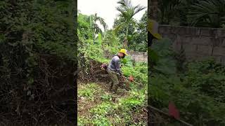 Cutting down trees Clean up house abandoned clean cleanup cuttingdown [upl. by Layod]