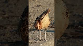 Longbilled Curlew  using long beak to look the best [upl. by Enilemme828]