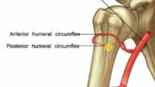 ANATOMY LECTURES  Upper limb  BRACHIAL ARTERY [upl. by Ellesirg]