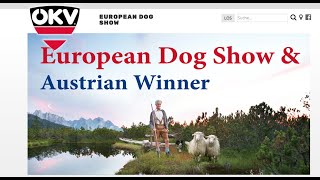 Giant Schnauzers Black on EURO DOG SHOW2019 [upl. by Gwenn]