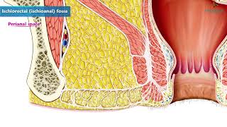 Ischioanal Fossa Isciorectal Fossa Animated Video [upl. by Brynna]