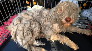 This Neglected Dog Looked Like New After A Groom [upl. by Airpal]