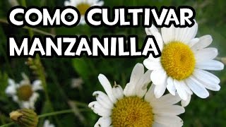 Como cultivar Manzanilla  Huerto Ecológico [upl. by Namya]