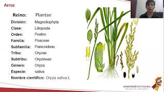 Ejemplos De La Clasificacion Taxonomica [upl. by Sabine]