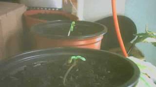 Marijuana Time Lapse Day 1 Week 1 Seedlings [upl. by Ardra]