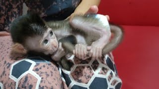 Newborn Baby Monkey Boy with Grandma This Morning [upl. by Nymassej]