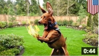 En Floride une femme met le feu à son chien [upl. by Mala]