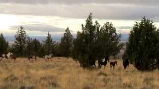 Wild Horses of the Steens Mountain  Our first glimpse of War Eagle and Copperhead stallions [upl. by Riccardo918]