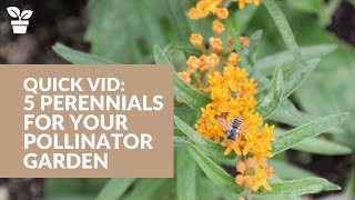 5 Perennials for Your Pollinator Garden  Butterfly Garden [upl. by Lang]