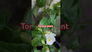 Torenia plant youtubeshort shortsfeed shortsviralvideos viral [upl. by Nymzaj]