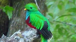 Resplendent Quetzal Pharomachrus mocinno [upl. by Eliga246]