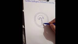 Diagram of Extra Embryonic membranes of human Embryo [upl. by Htiduj]