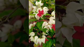 beautiful bleeding heart plant ❤️flowergarden natural nature trending [upl. by Negroj]