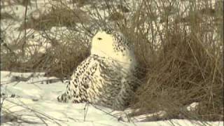 FJÄLLUGGLA Snowy Owl Bubo scandiacus Klipp  200 [upl. by Sale]