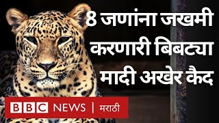 Mumbai Leopard attack Aarey Colony  8 जणांना जखमी करणाऱ्या मादी बिबट्याला जेरबंद करण्याचा थरार [upl. by Ettesil]