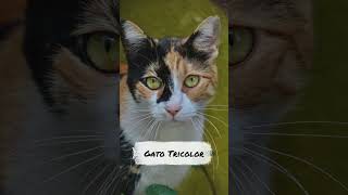 Características dos Gatos pela sua Cor de Pelagem shorts [upl. by Enidlareg]