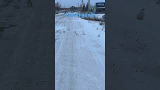 Flock of Ptarmigan Birds 🪿ptarmigans birds northernbird nwt bird birdwatching [upl. by Ahsiugal346]