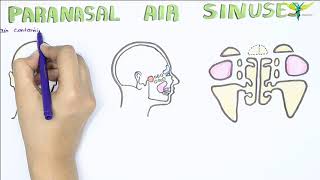 Paranasal Air Sinus and Frontal Air Sinuses  Anatomy  Functions  Clinical [upl. by Johppah113]