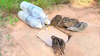 Amazing DIY Quail Trap Using Hole And 3 Bottle Plastic [upl. by Stevena]