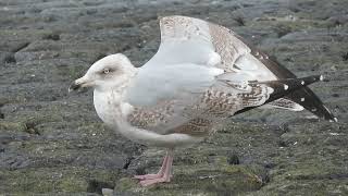 Herring Gull Larus argentatus Zilvermeeuw Maasvlakte ZH the Netherlands 13 Oct 2024 70 [upl. by Stiruc988]