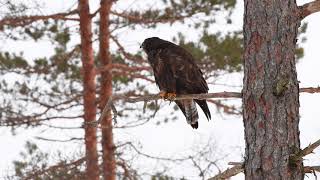 COMMON BUZZARD CALL buteo buteo [upl. by Etteniuqna]