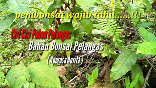 CIRI  CIRI POHON PELANGAS  Bahan Bonsai Pelangas   Aporosa Aurita [upl. by Whitten]