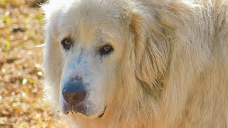 The Majestic Great Pyrenees Lifespan and Care [upl. by Karrie]