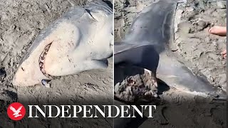 Halfeaten great white shark washes up on Australian beach [upl. by Eshelman]