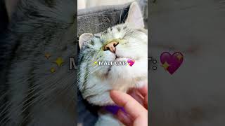 Male vs Female Cat [upl. by Nairad]