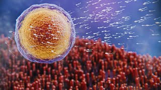 Journey of Fertilization Egg and Sperm in Human Reproduction [upl. by Orji]