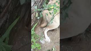 Mommy dog protecting her babies helpinghumanity dog lover shortshort video maa love [upl. by Kepner]