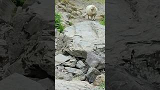 Just a lamb at the Carding Mill Valley nature naturelovers outdoorswithfamily [upl. by Harlan]