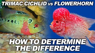 Trimac vs Flowerhorn  Dont Be Fooled And Know How To Determine The Difference [upl. by Nirda330]