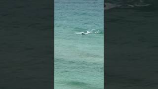 Big Hammerhead shark spotted grabbing a tarpon for lunch off Surfside🦈😳ONLYinDADE shark miami [upl. by Doreen]