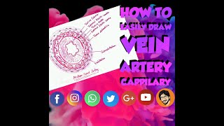 How to Draw Artery Vein Capillary Histology [upl. by Airod]