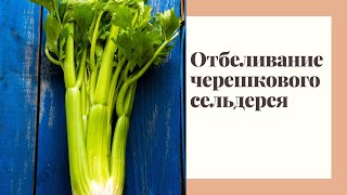 Черешковый сельдерей посадка уход отбеливание [upl. by Alyda]