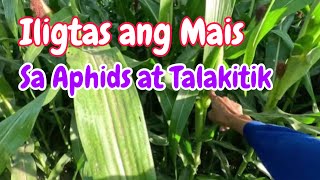 Protektahan ang Mais sa Aphids at Talakitik Mula 5080 days [upl. by Paddie]