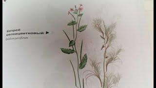 Кипрей мелкоцветковый Kleinblütiges Weideröschen Lat Epilobium parviflorum Мария Требен [upl. by Neelyaj87]