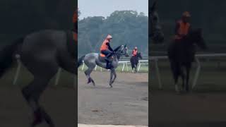 viralvideo horse equestrian horseriding horserider shortsviral shortvideos shorts india [upl. by Pence649]