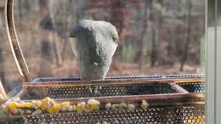 Tufted Titmouse feeding [upl. by Ikcir]