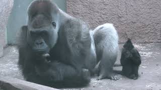 Mangabey Monkey Invites Silverback Gorilla to Play  1492922 [upl. by Sigismundo]