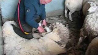 Sheep Shearing in Scotland [upl. by Ekez]