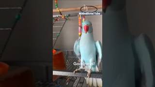 Indian ringneck parrot talking parrot funnypets talkingparrot funny cutepets [upl. by Airod804]