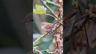 Cute tiny Wren foraging in the Autumn birds [upl. by Satterlee]