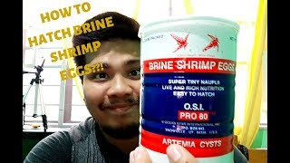 BBS Tutorial Hatching BRINE SHRIMP EGGS  DIY hatchery [upl. by Aldredge991]