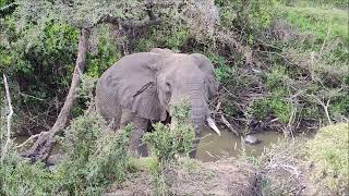 Elephant Feeding on an Acacia Tree [upl. by Hughie497]