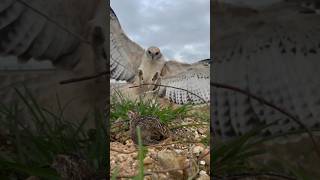 Hawk Eagle attack birds eagle hawkeagle shortvideo hawk goldeneagle shorts [upl. by Notsgnik877]