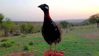 Teetar Awaz  Kala teetar ki awaz  Black Partridge Voice  Kala Teetar  Kala Teetar Shikar ki awaz [upl. by Hairahcaz]