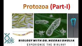 Protozoa PartI [upl. by Ettennod]