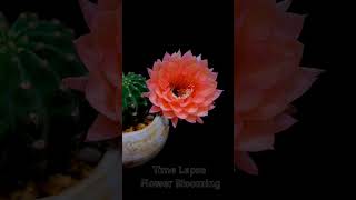 Natures Miracle Cactus Flower Timelapse flowers nature shots [upl. by Checani855]